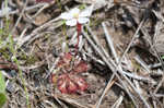 dwarf sundew